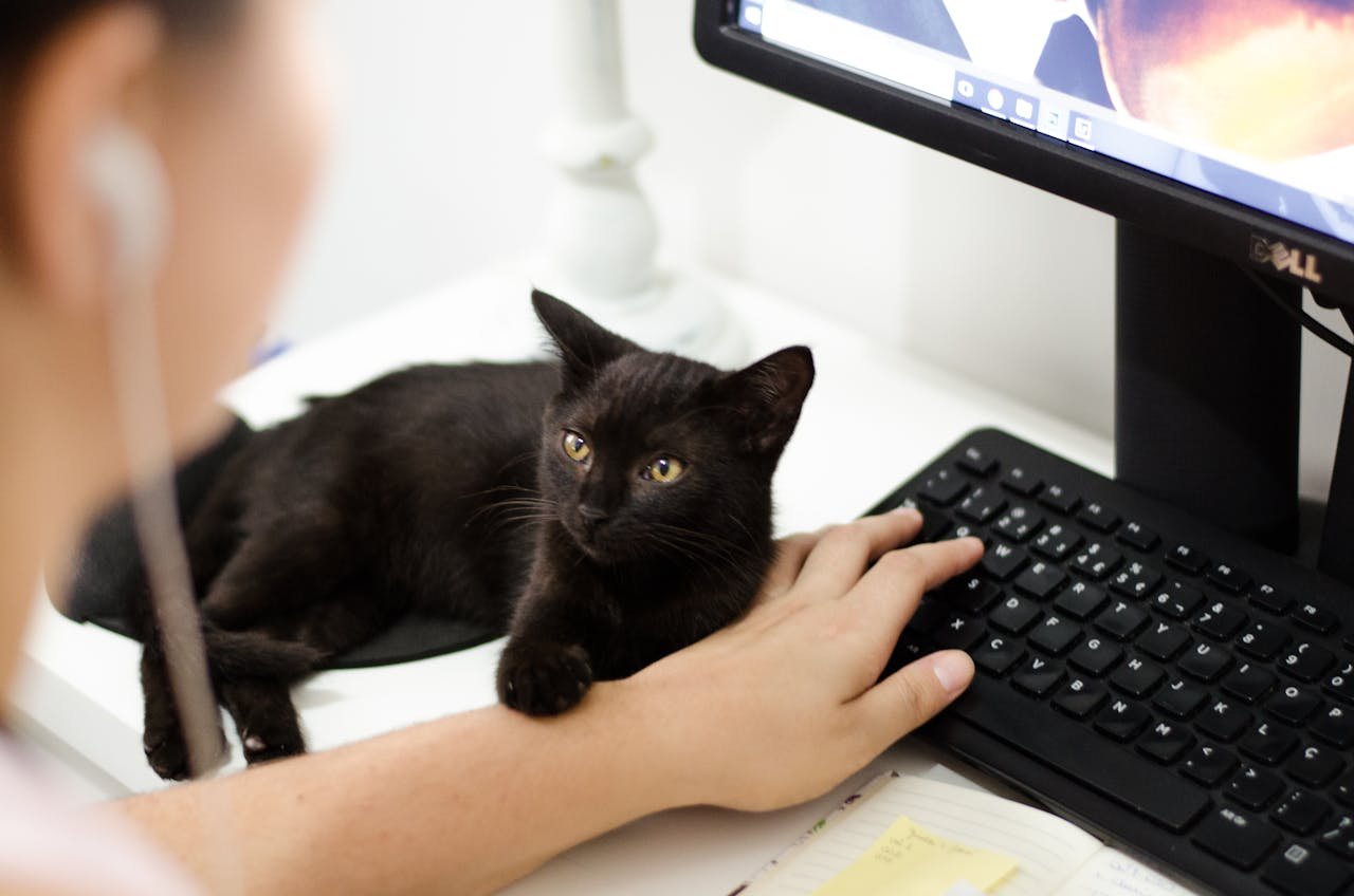 What happens in the brain when you are addicted to the internet?